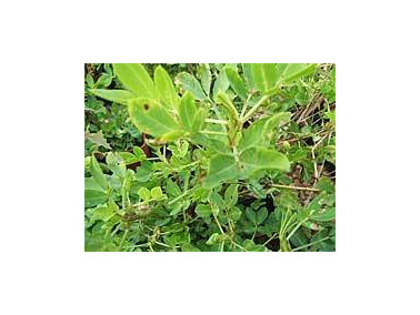 Promo sur les Cacahuètes hâtives