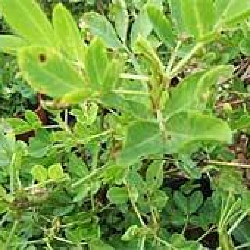 Promo sur les Cacahuètes hâtives