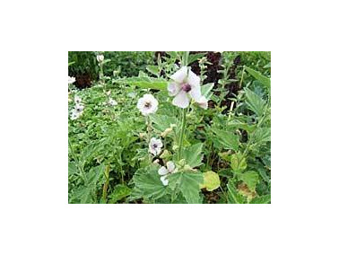 Lot de mauves et guimauve