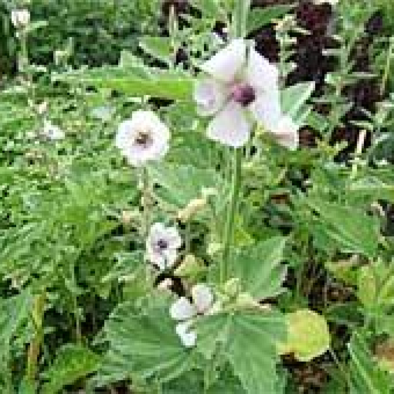 Lot de mauves et guimauve Lot de mauves et guimauve