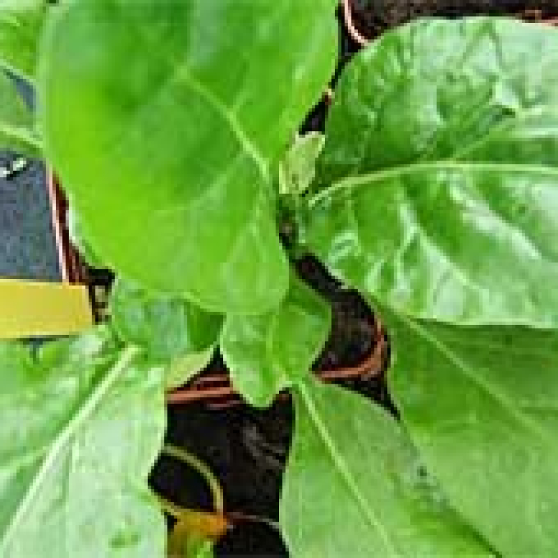 Lot de poirées Lot de poirées