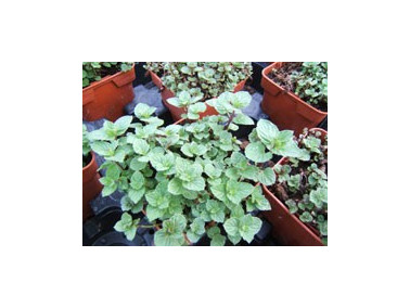 Lot de 3 menthes fortes