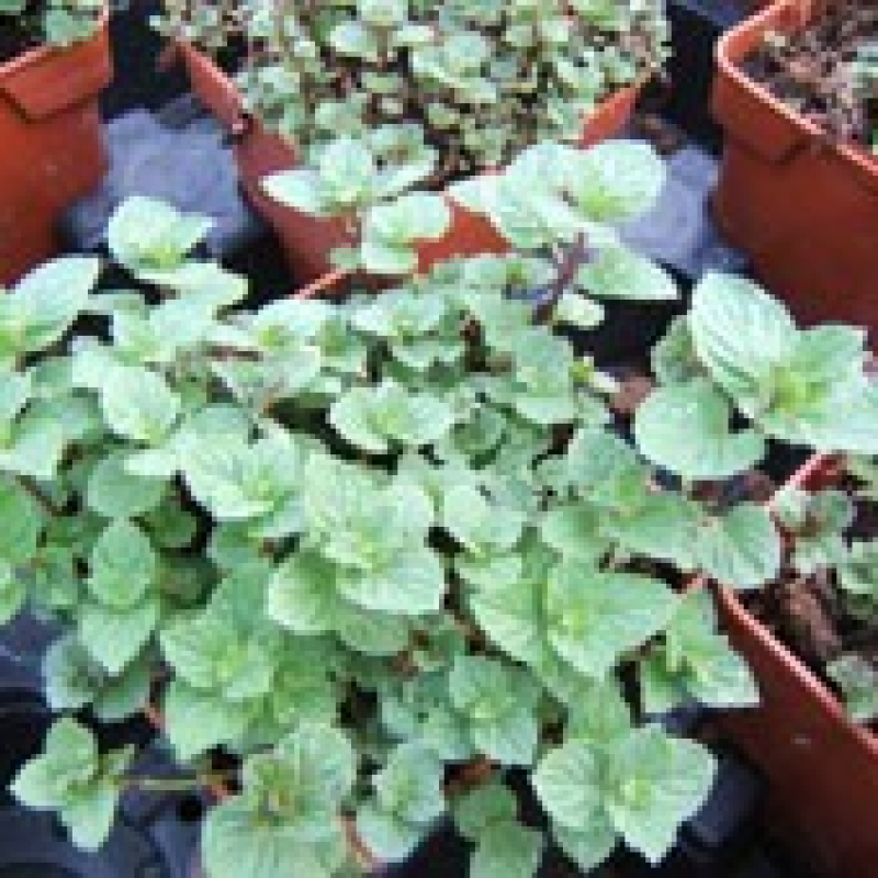 Lot de 3 menthes fortes