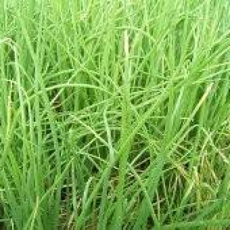 Lot de 3 ciboulettes variées