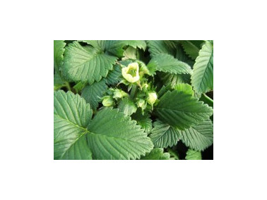 Lot de 3 fraisiers capron rouge