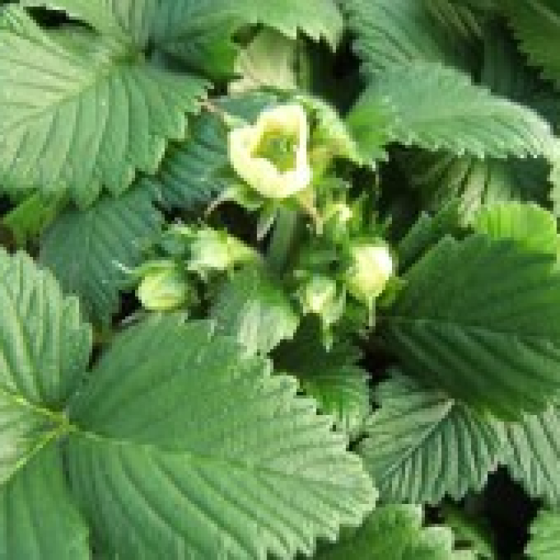 Lot de 3 fraisiers capron rouge