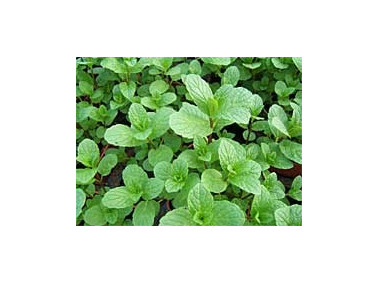 Lot de 3 menthes marocaines