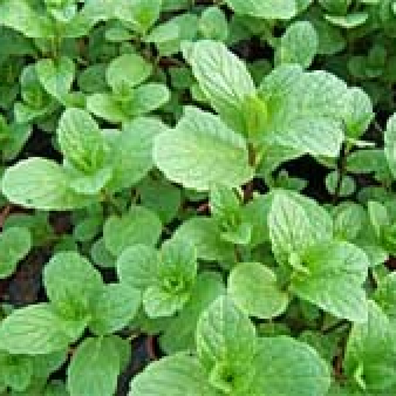 Lot de 3 menthes marocaines Lot de 3 menthes marocaines