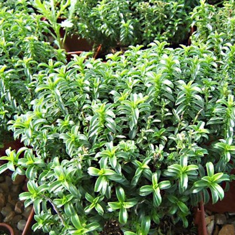 Sarriette vivace Sarriette vivace