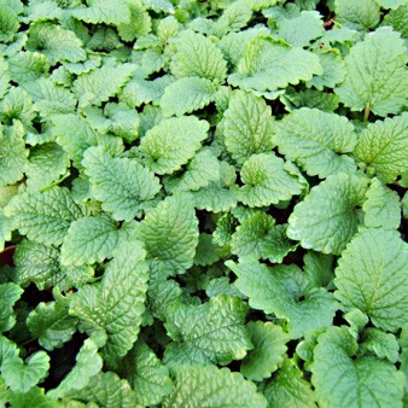 Mélisse citronnelle Mélisse citronnelle