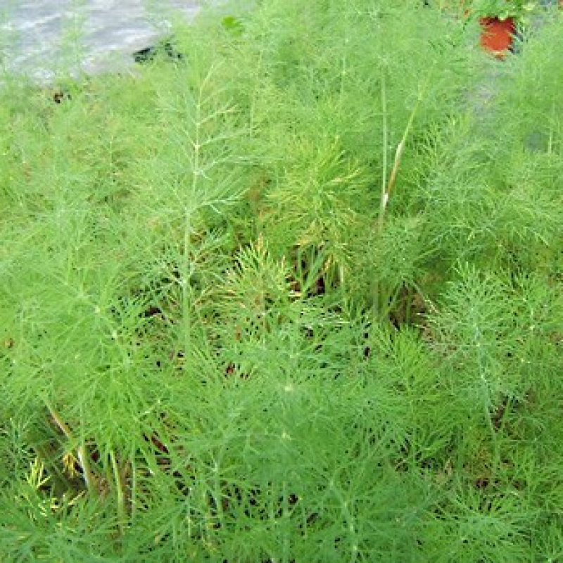 Fenouil vivace Fenouil vivace