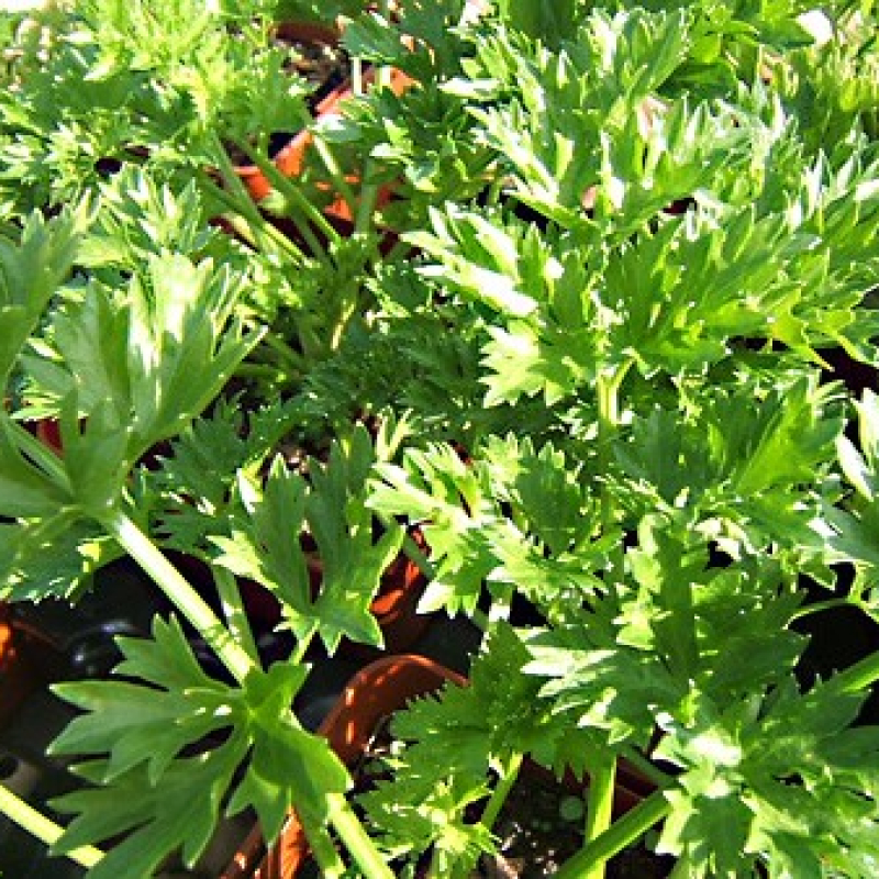 Cèleri Per-Cel Cèleri Per-Cel