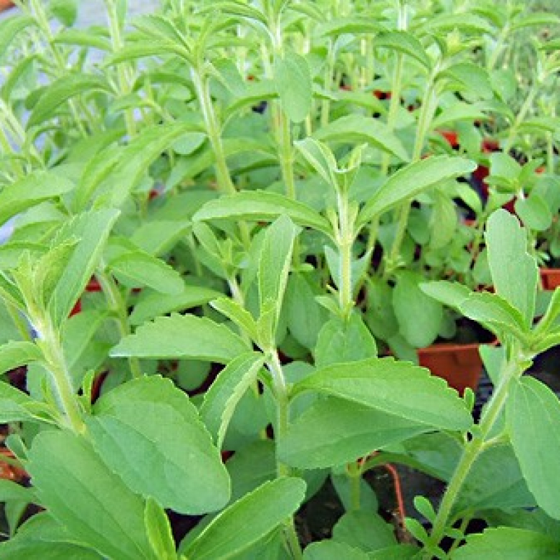 Stevia