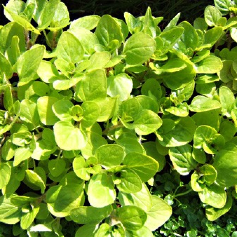 Marjolaine Dorée Marjolaine Dorée