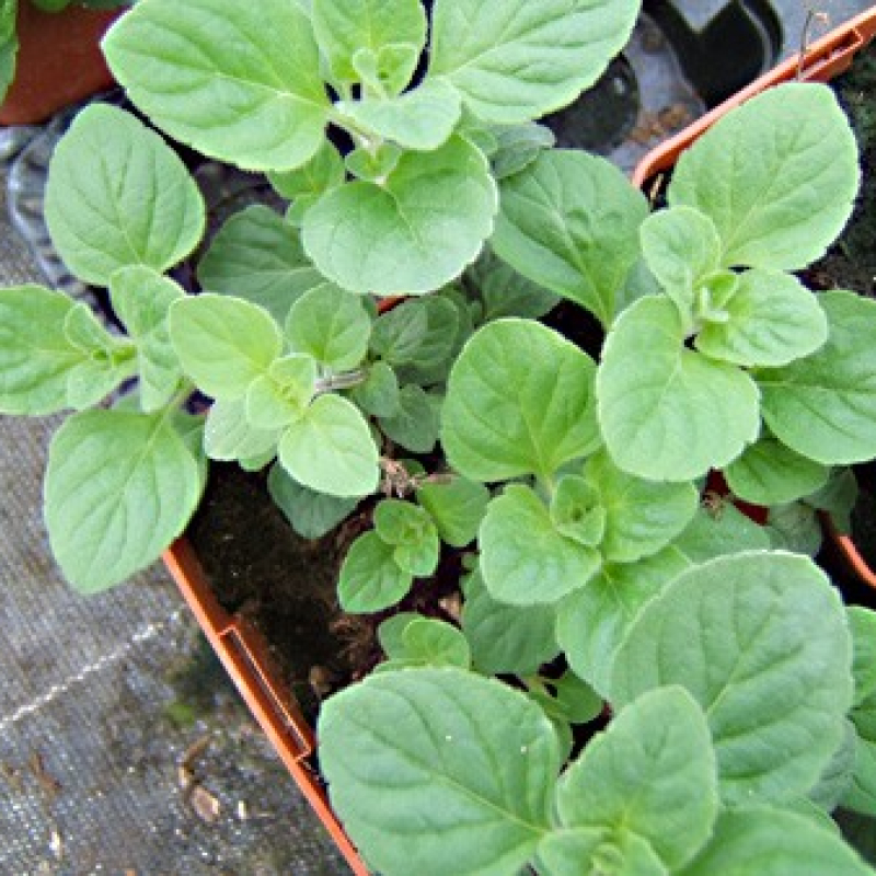 Calamenthe Calamenthe