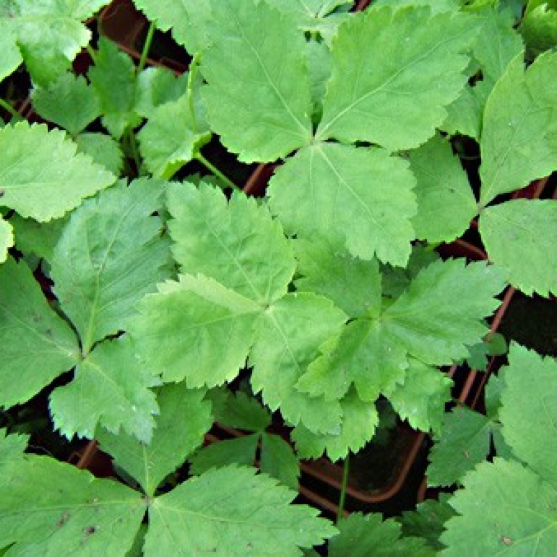 Persil japonais Persil japonais