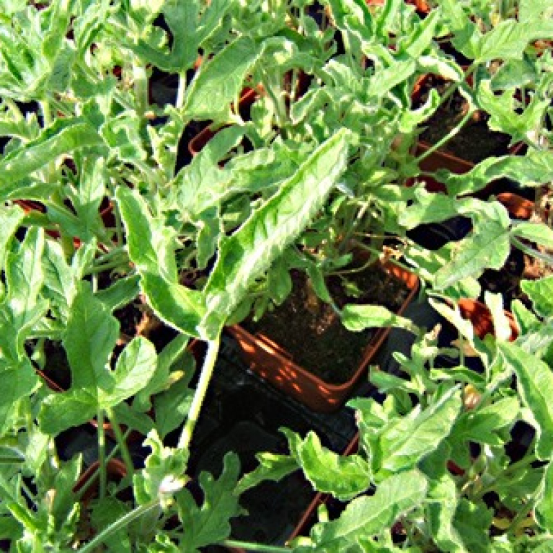 Géranium odorant Rose-Citron