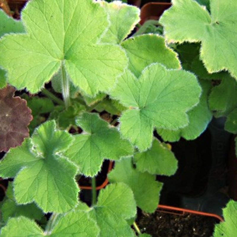 Géranium odorant menthe Géranium odorant menthe