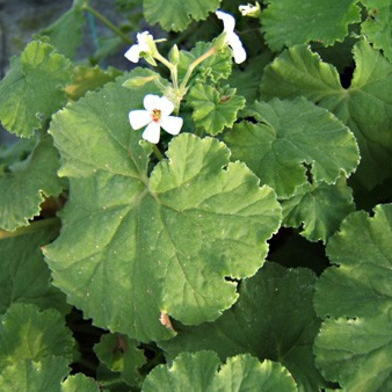 Géranium odorant pomme