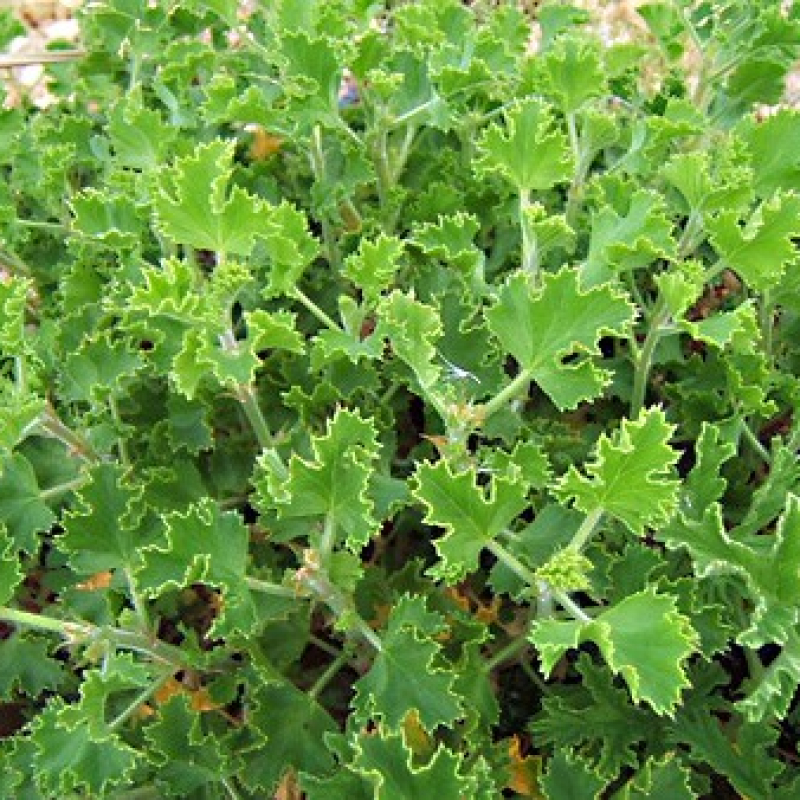 Géranium odorant Citron Géranium odorant Citron