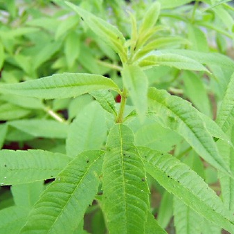 Verveine citronnelle
