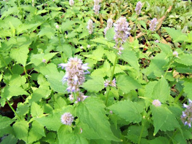 Agastache menthe Agastache menthe