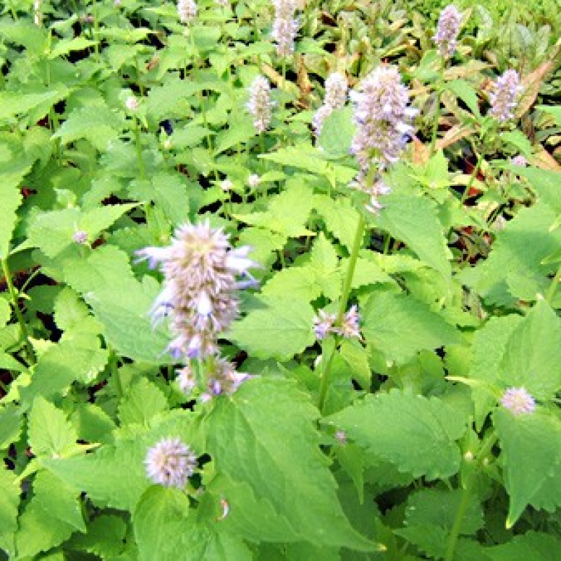 Agastache menthe Agastache menthe