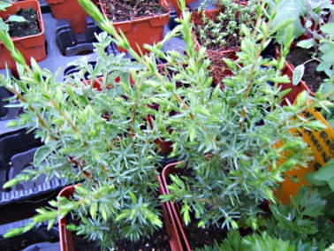 Genévrier Genévrier