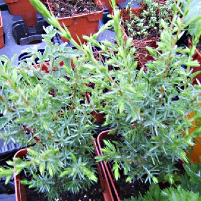 Genévrier Genévrier