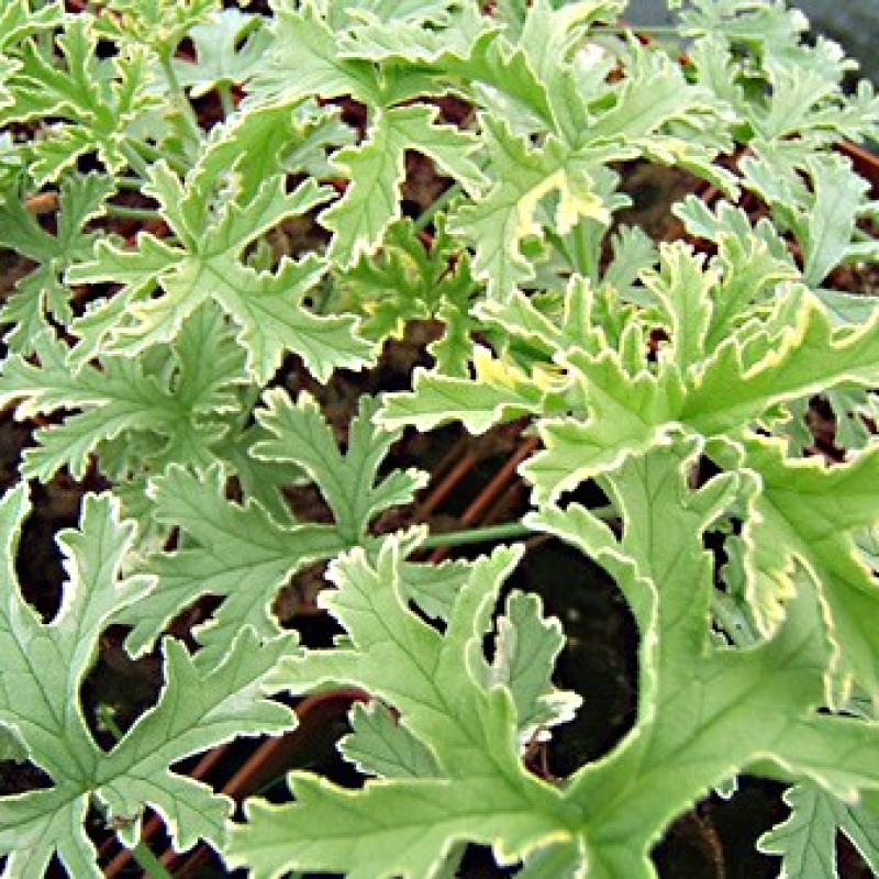 Géranium odorant citronnelle panaché Géranium odorant citronnelle panaché