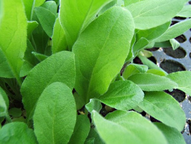 Julienne des jardins