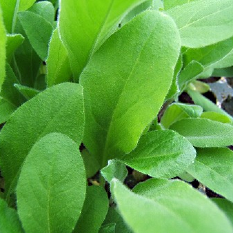 Julienne des jardins