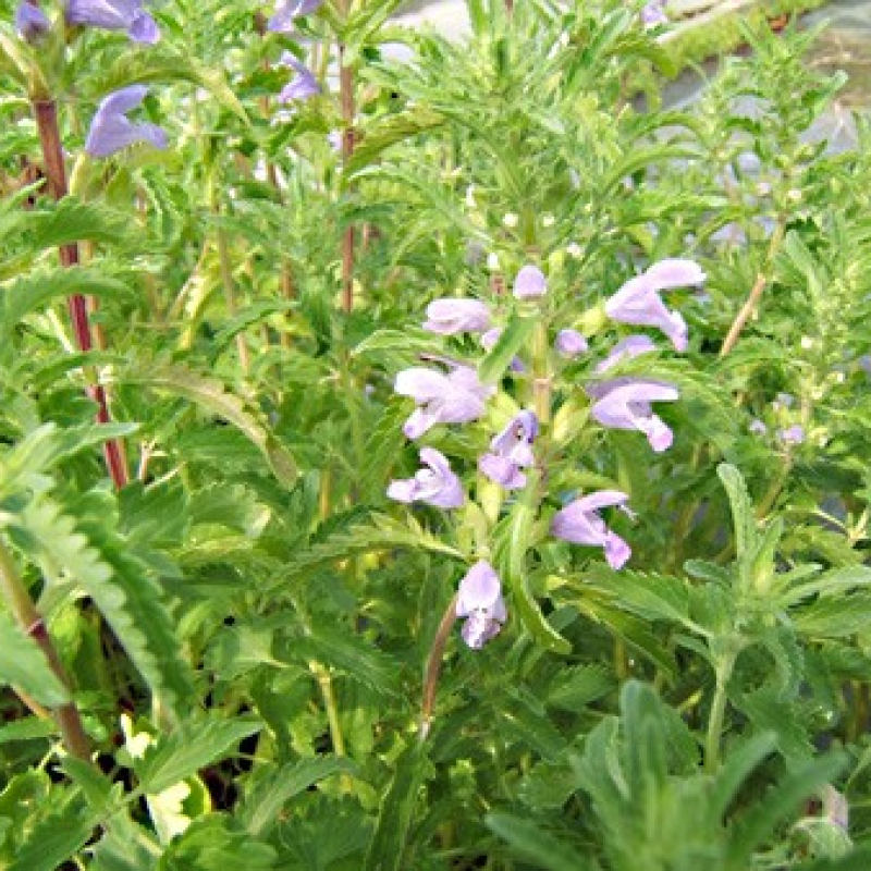 Mélisse de Moldavie Mélisse de Moldavie