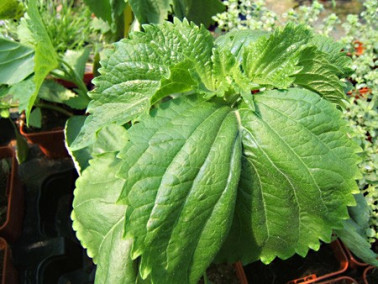 Pérille de Nankin vert