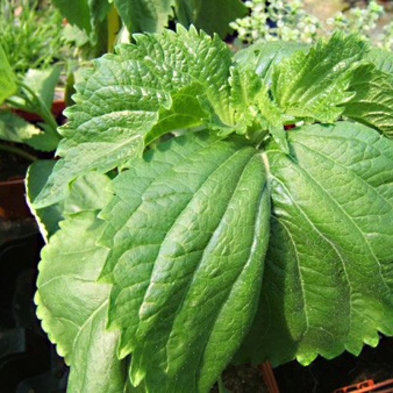 Pérille de Nankin vert