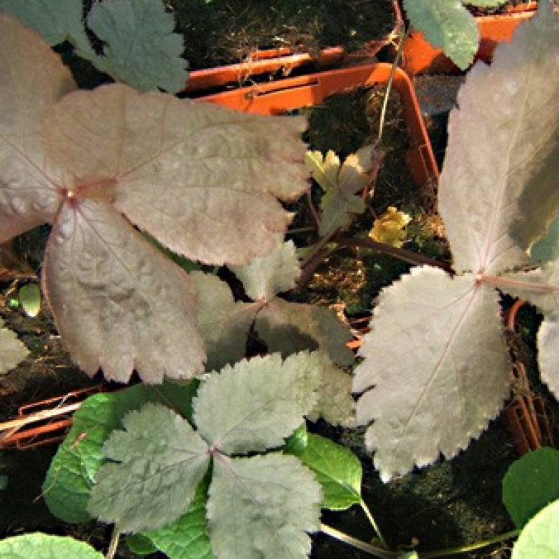 Persil japonais pourpre Persil japonais pourpre