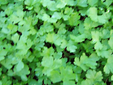 Persil commun géant d'Italie