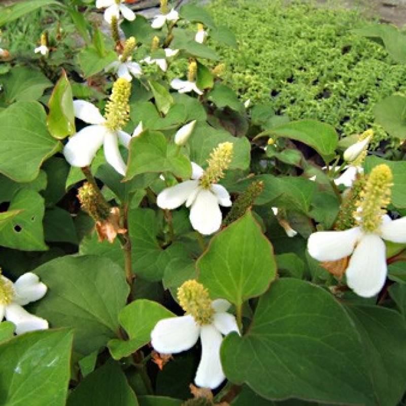 Coriandre des bois Coriandre des bois