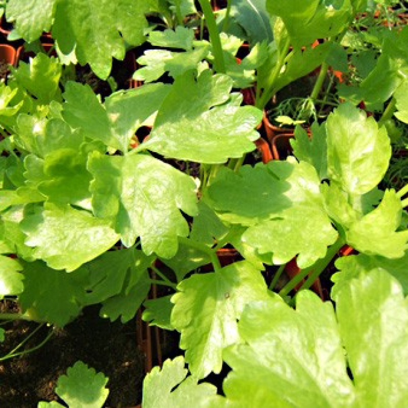 Cèleri asiatique Cèleri asiatique