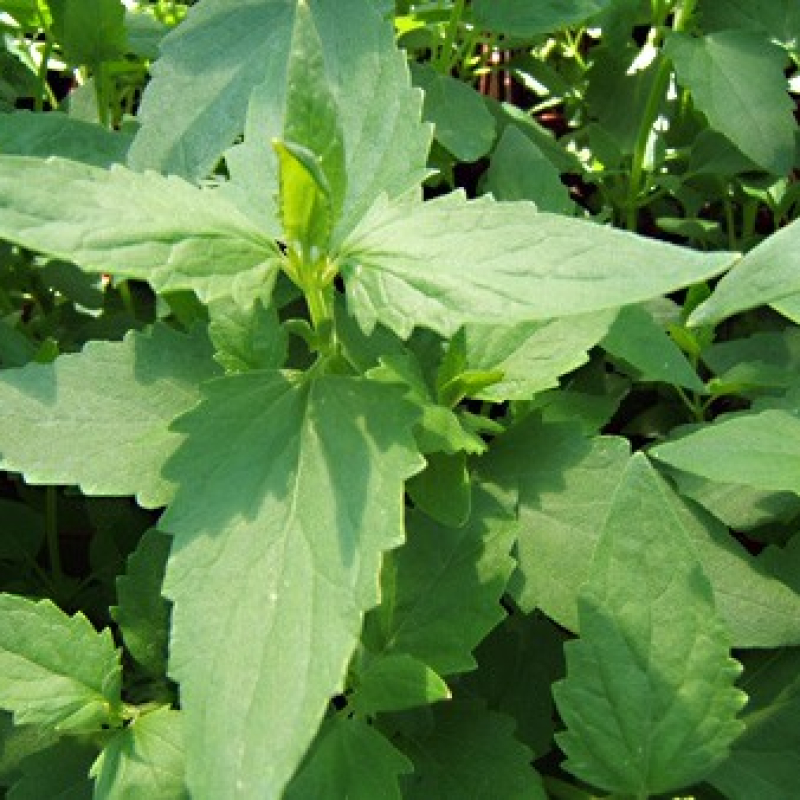 Agastache réglisse Agastache réglisse