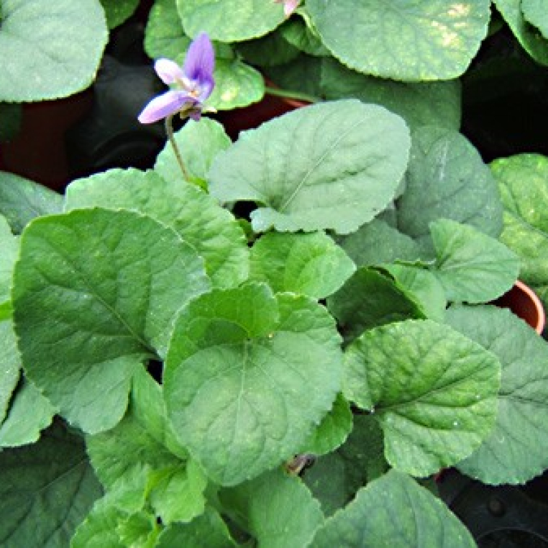 Violette odorante Violette odorante