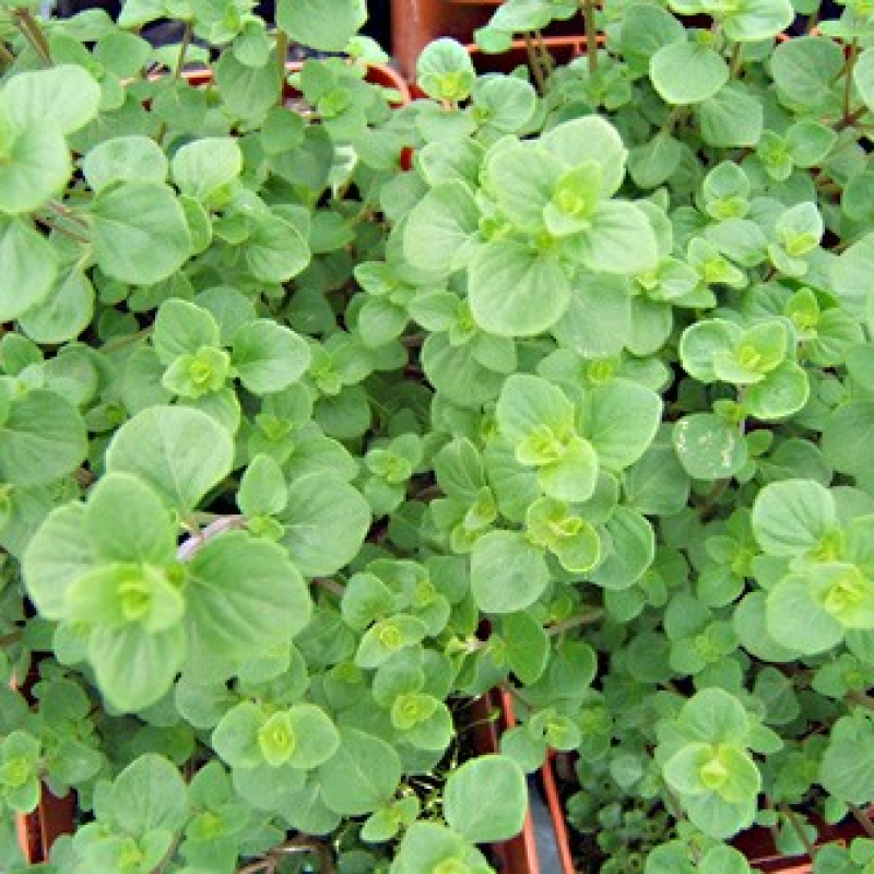 Micromérie de Dalmatie