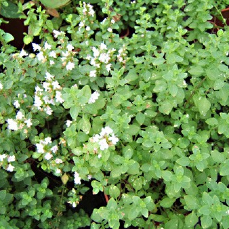 Micromérie à feuilles de thym