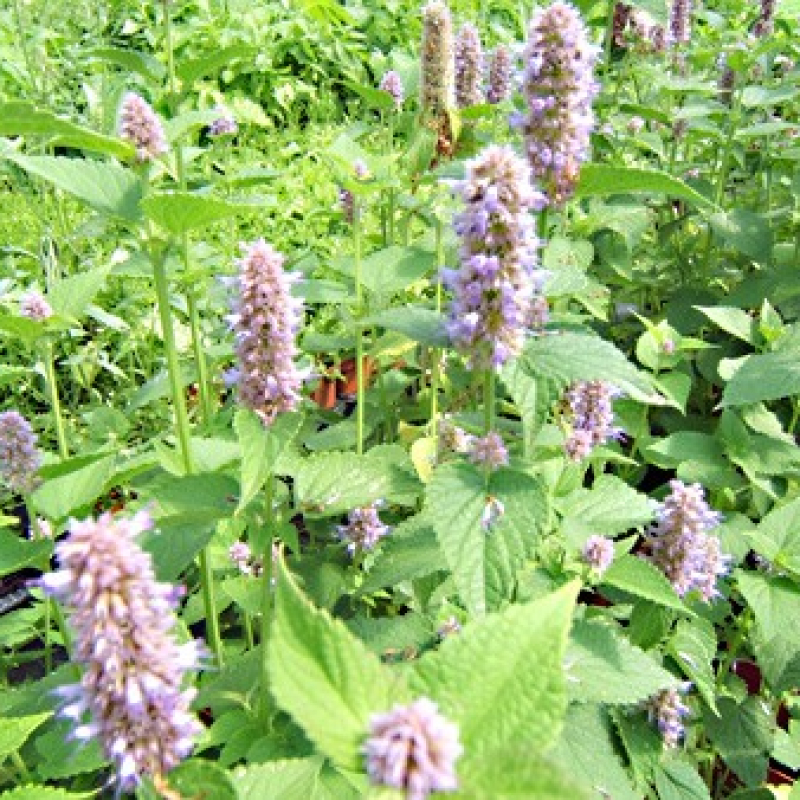 Anis-Hysope Anis-Hysope