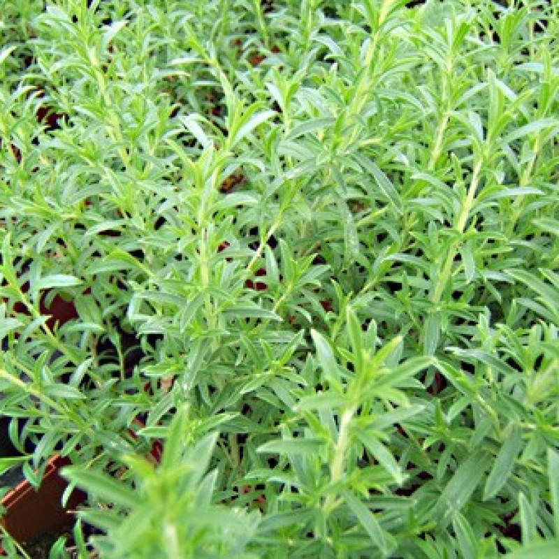 Sarriette citron Sarriette citron