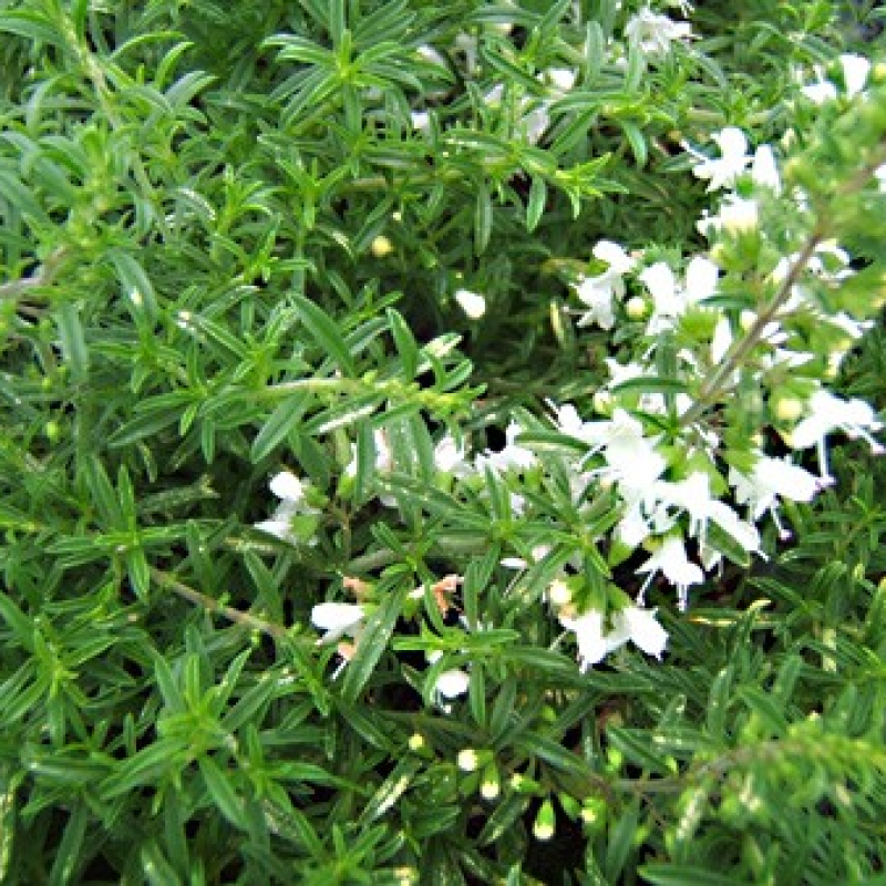 Sarriette rampante Sarriette rampante