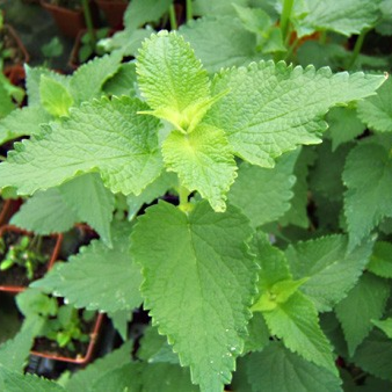 Agastache menthe à fleurs blanches Agastache menthe à fleurs blanches