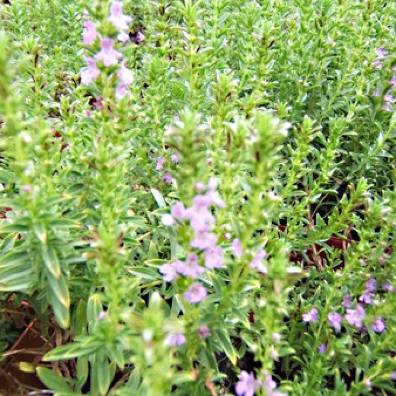 Sarriette de Crête Sarriette de Crête