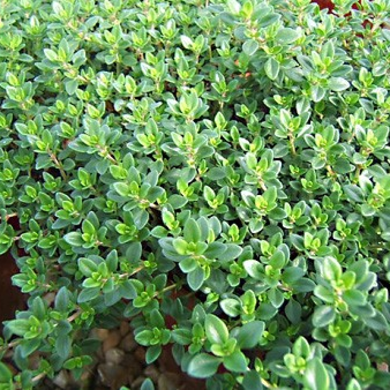 Thym citron Thym citron
