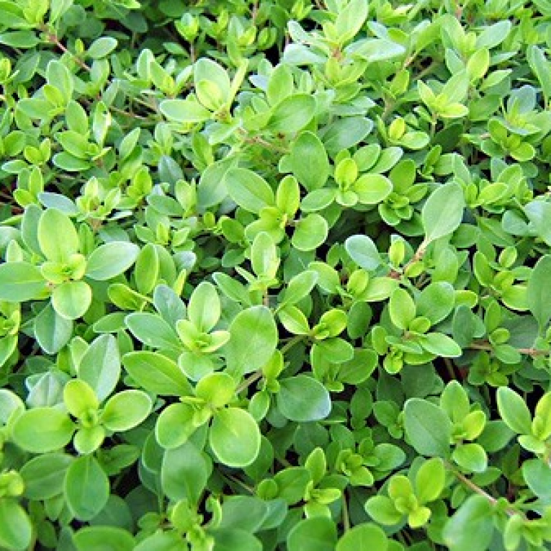 Thym serpolet Thym serpolet